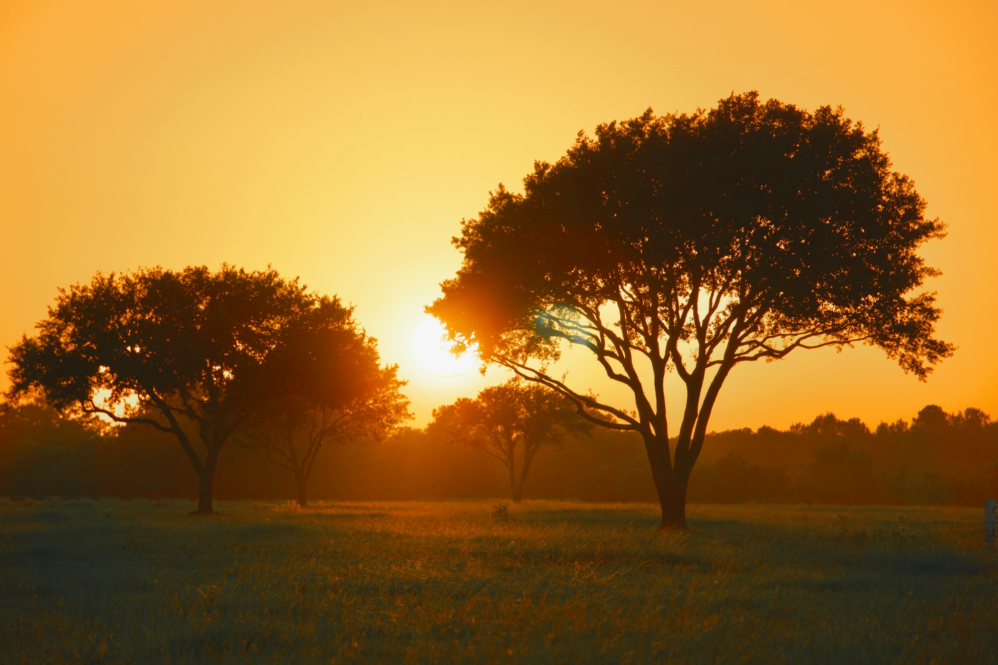 Live oaks at sunset